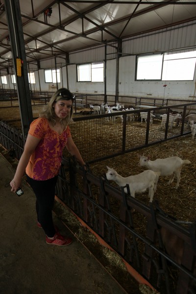 Dairy Khoury Farm Gates Opening